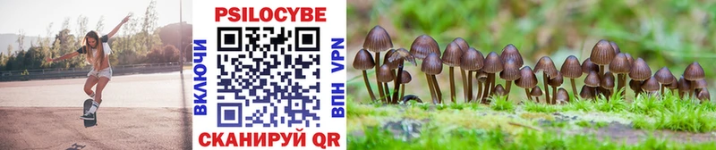 блэк спрут tor Шацк Галлюциногенные грибы Psilocybe